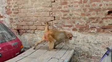 Monkeys terrorizes people in mathura uttar pradesh