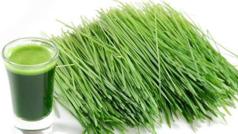 Medicinal Scutch grass juice: So many benefits if you drink it regularly!