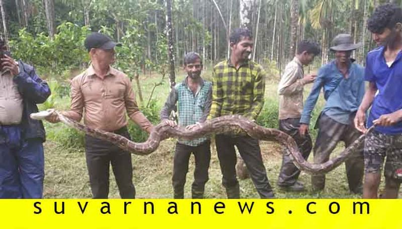 12 Foot Python found in Chikkamagaluru