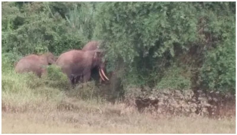 Wild Elephants attacks to fields in Hassan