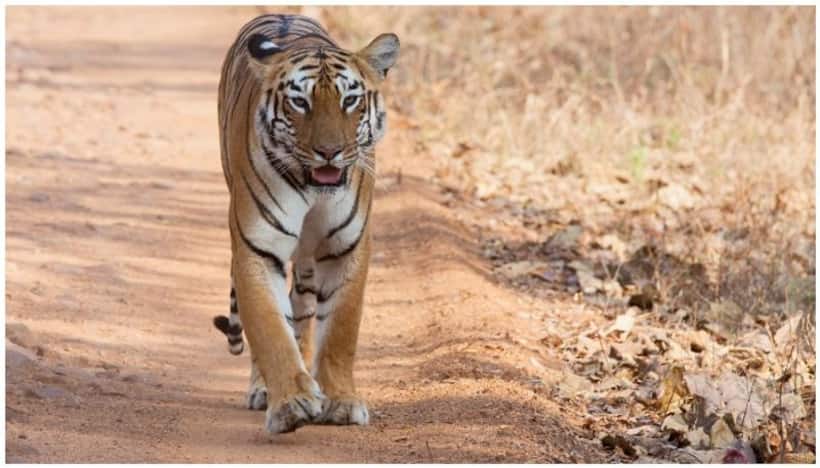 चुपके से एक बच्चे को उठाकर ले जा रहा था टाइगर, तभी मच गया शोर