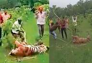 Uttar Pradesh Mob beats tigress to death in Pilibhit 4 arrested