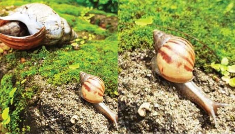 kalaburagi farmer faces problem due to snail in the field gvd