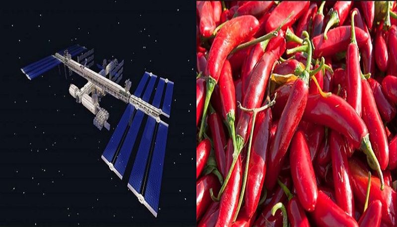 NASA To Grow Mexican Chili In Space As Part Of Advance Plant Habitat