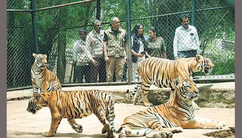 Bengaluru Bannerghatta Biological Park names tiger cub after Hima Das