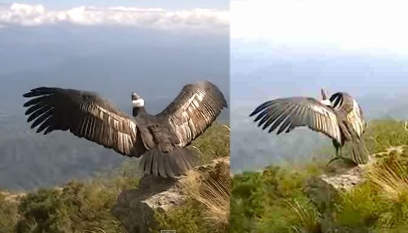 reality of jadayu bird of Ramayana find in chadayamangalam jadayupara