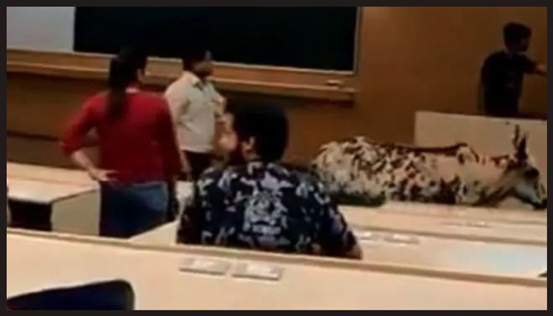 A Cow Walked Into An IIT-B Classroom, So Of Course Twitter Milked It For What It Was Worth