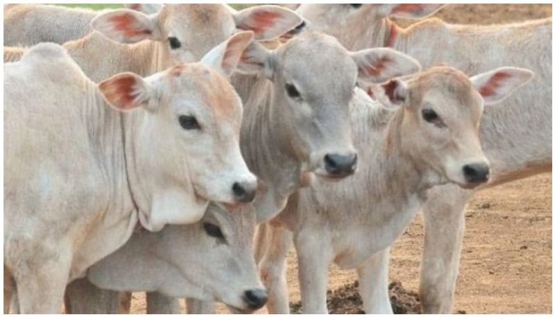 illegal cattle transportation in Chikkamagaluru two arrested