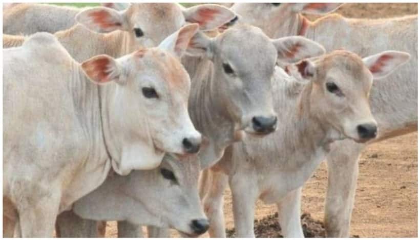 बीजेपी नेता का विवादित बयान 'मुसलमान पालें बकरी, उनका गाय पालना लव जिहाद'