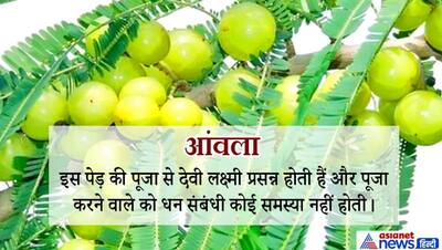 हरियाली अमावस्या: पीपल की पूजा करने से दूर होता है शनि दोष, जानिए किन पेड़-पौधों की पूजा से हमें क्या फायदा होता है