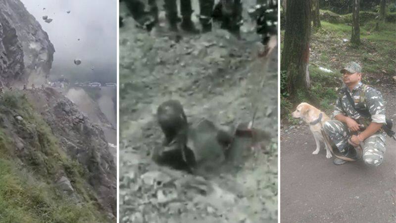 Tracker dog who found the man buried in a landslide.. Accumulation of compliments..! Video