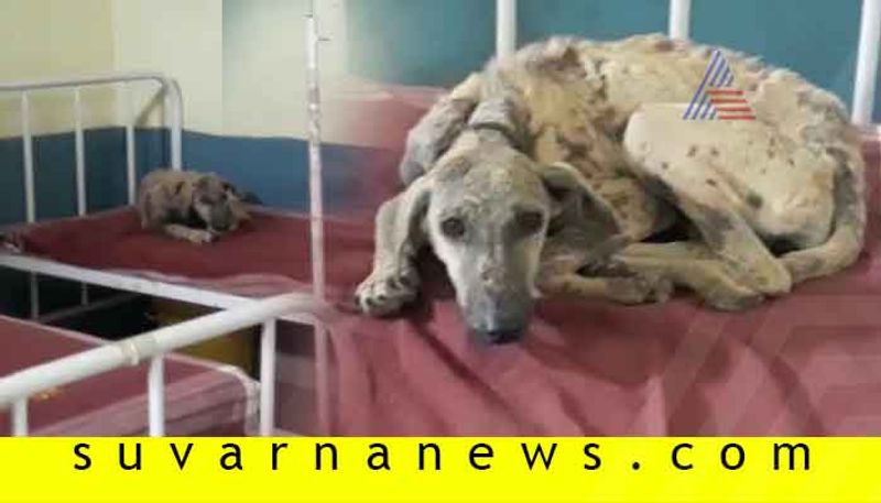 Bagalkot Diseased Dogs In Rampur Hospital Patients Are Not Ready To Come To the Hospital