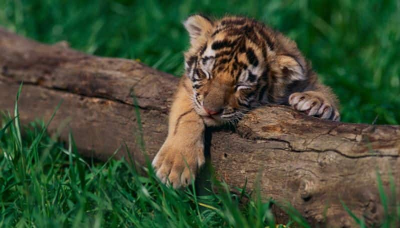 Shock: 84 Tigers die one after another! The reason for the horror released ..!