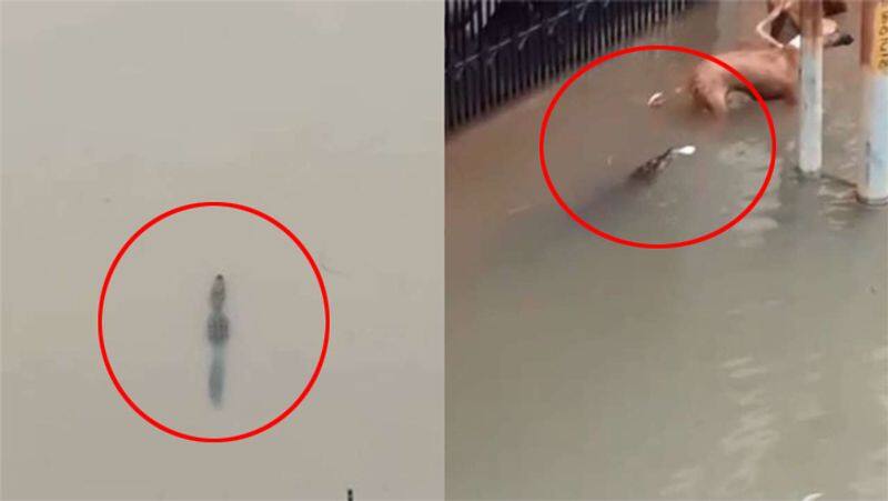 Crocodile Video of residents trying to Catch a dog