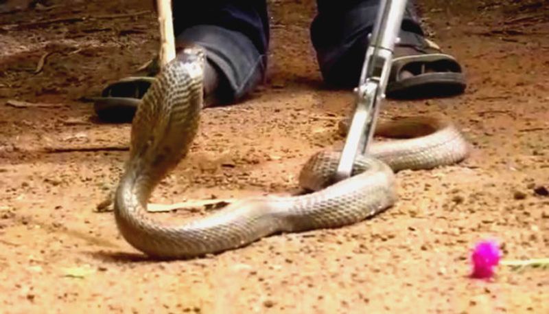 17 people hospitalized after snake bites in diviseema