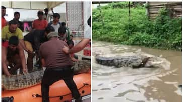 Vadodara rains: 35 crocodiles rescued since July 31 downpour