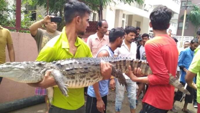 VIDEO: पहले बाढ़, अब सड़क पर कुत्तों की तरह घूम रहे मगरमच्छ