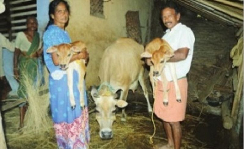 Cow named Bhoomika give birth to twin Calves in Mangalore