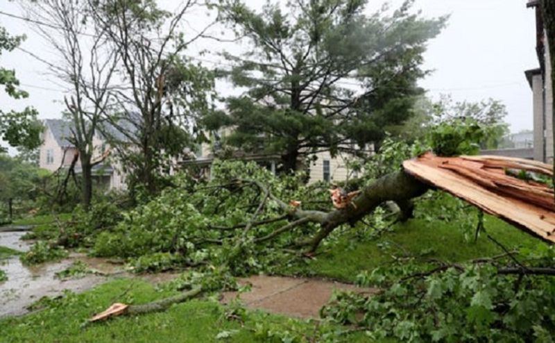 Tree falls down as Heavy Rain Lashes in Chikkamagaluru