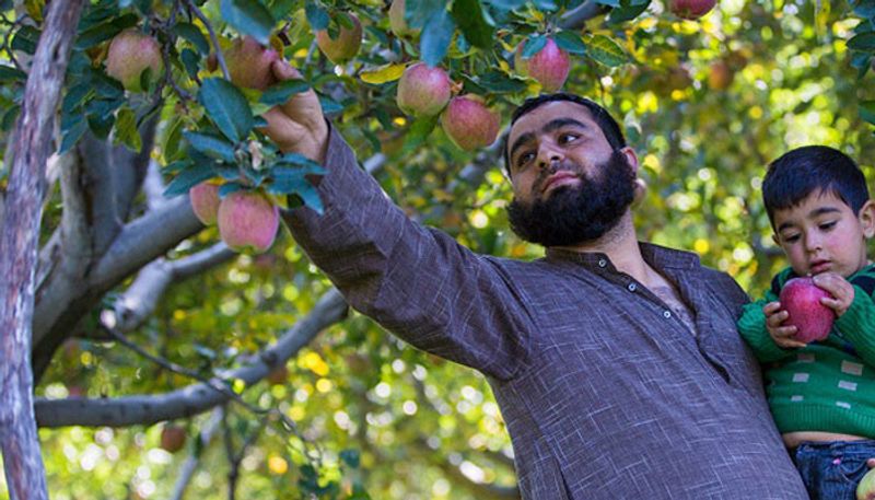 haseeb drabu opinion about Kashmir apple cultivation