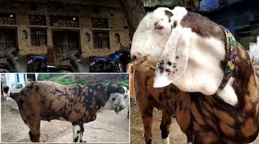 male goat in the cost of a luxury car in hamirpur uttar pradesh