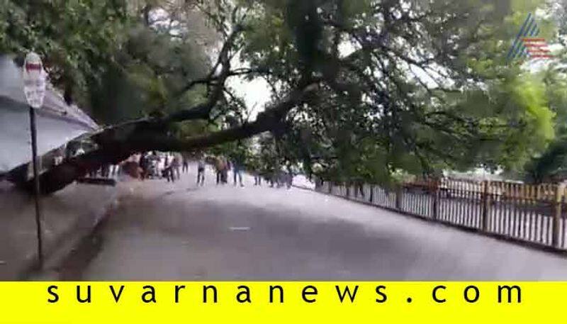 Monsoon Havoc  Shivamogga Big Tree Fall Caught in Camera