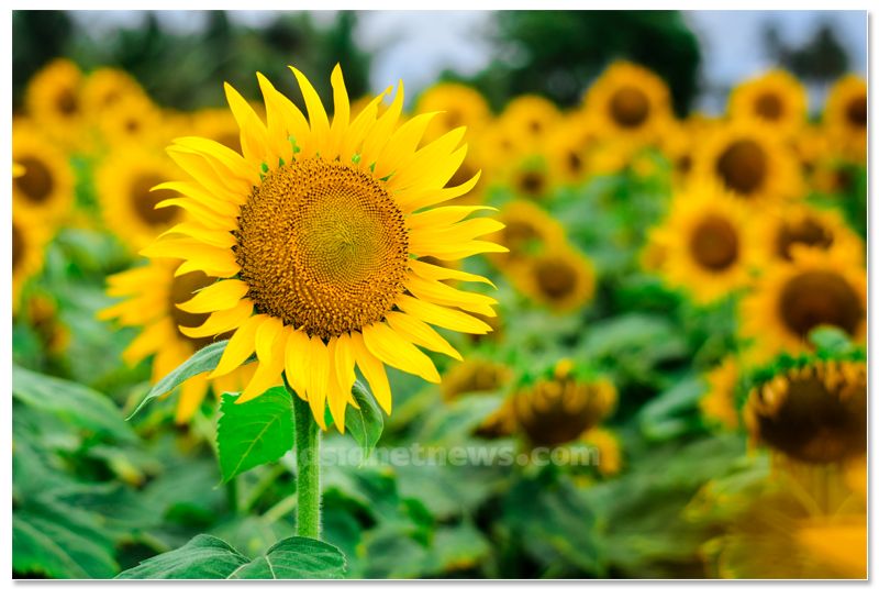 Sunflower cultivation in Munnar