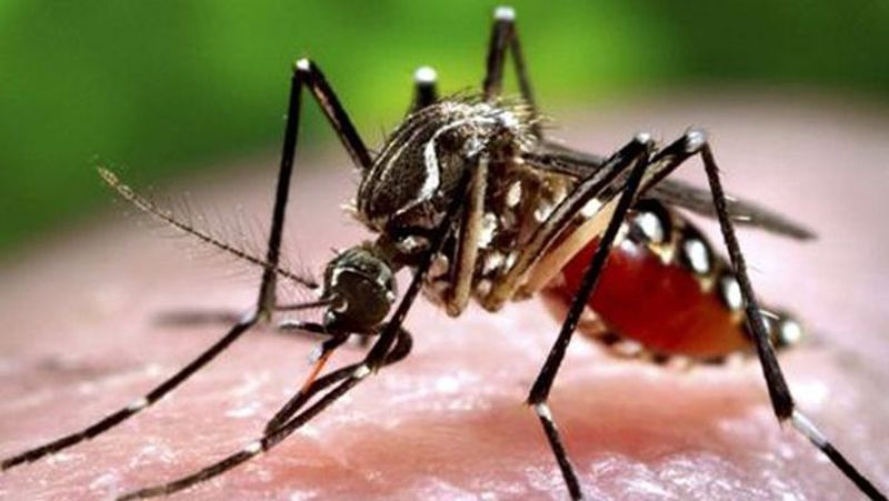 Bengaluru: Cause for concern as 563 dengue cases reported in just 3 days