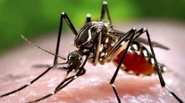 Bihar floods 900 test positive for dengue