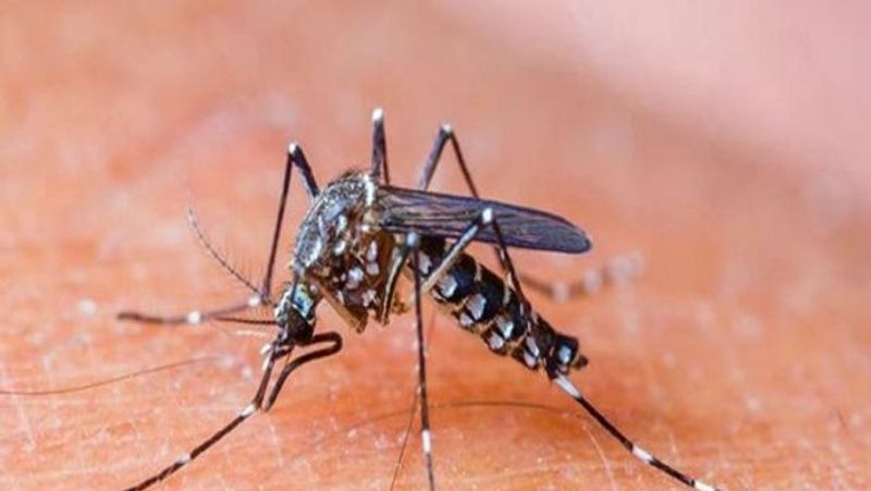 Man dies due to Dengue in Mangalore