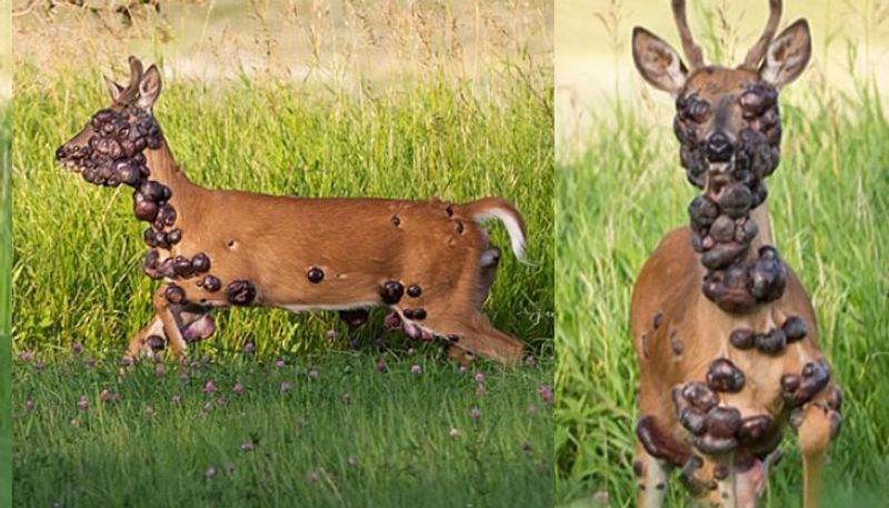 deer covered in tumors spotted