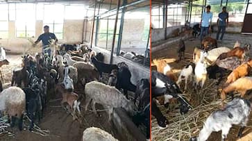 Bakrid 2019 In PM Modi Vadodara constituency, Jain group buys 100 goats sheep saves them from slaughterhouses