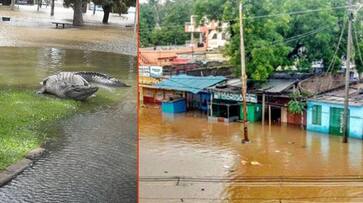 Crocodiles in floodwaters: Trying to catch deadly creatures might leave you handicapped; heres what you need to do