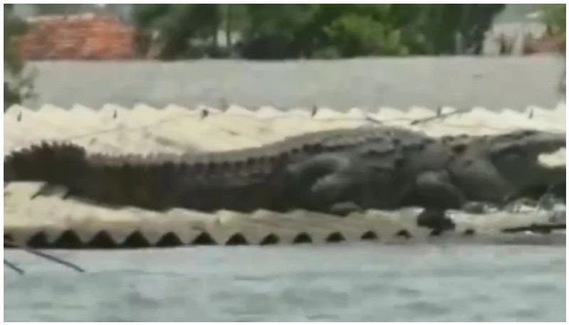 Crocodile upon roof of house in Karnataka