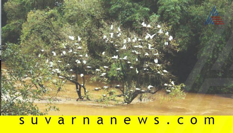 Karnataka Floods Shimoga Mandagadde Bird Sanctuary Ruins