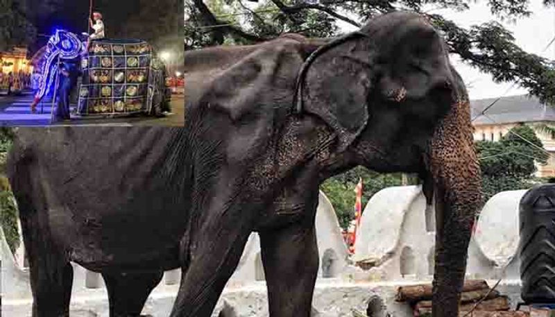 Emaciated Elephant forced to parade streets during festival in Sri Lanka