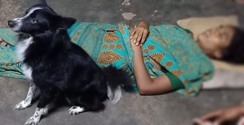 dog stands near its owner's body