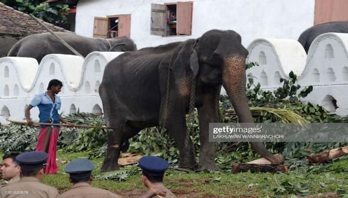 হাতির ওপর যথেচ্ছাচার, তাদের দিয়ে জোর করে চলছে অনুষ্ঠান