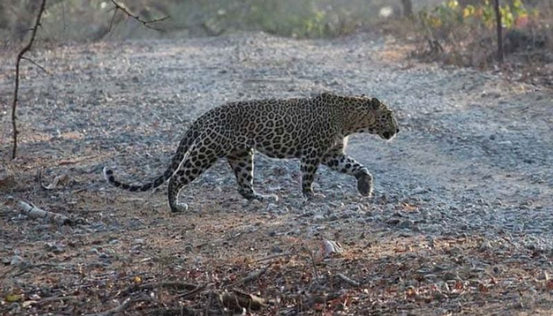 leopard attack in tirumala srivari mettu