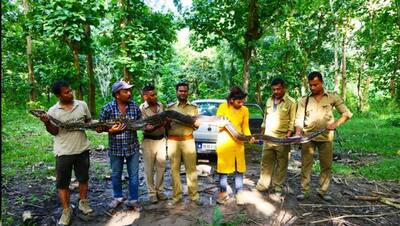 इस अजगर को देख उड़े वन विभाग के अधिकारियों के होश, देखें PHOTOS