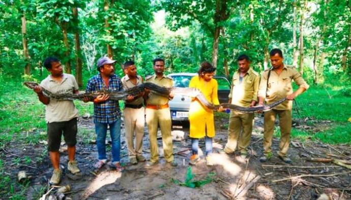 লোকালয়ে চলে এল ১৪ ফুটের পাইথন, উদ্ধারে বনদফতরের কর্মীরা