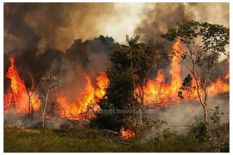 amazon fire make biggest nature disaster