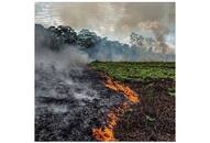 amazon forest caught fire