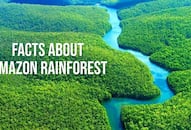 Amazon Rainforest fire: 11 facts about the beautiful forest you should know