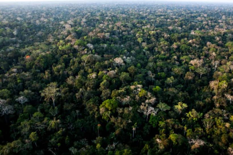 Karnataka high court orders BBMP to begin tree census