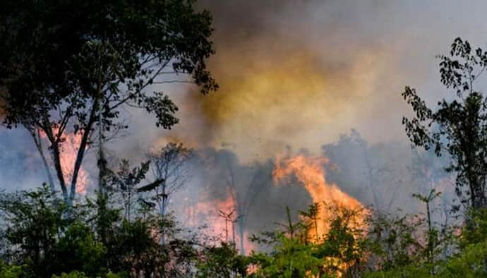 পুড়ছে আমাজন, চলছে প্রতিবাদ, কাঠগড়ায় দক্ষিণপন্থী প্রেসিডেন্ট