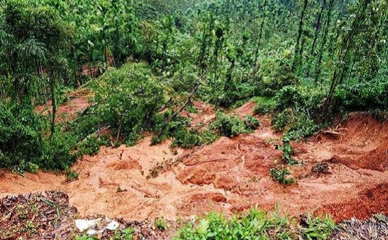 coffee plantations damaged due to heavy rain chikkamagaluru people seeking help