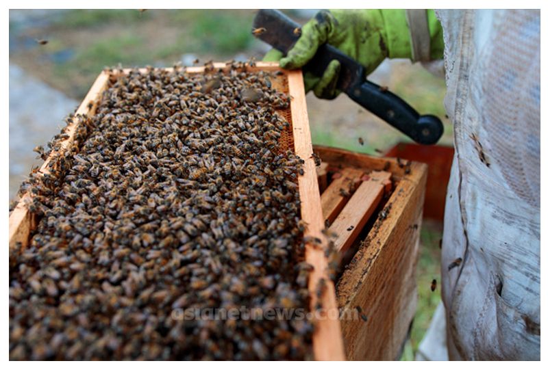 Excise Department Constable Dies due to Honey Bees Attack at Ankola in Uttara Kannada grg