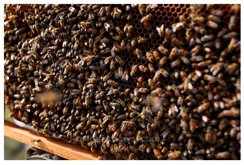 Thousand Of Honey Bee Death In Uttara Kannada Yellapur