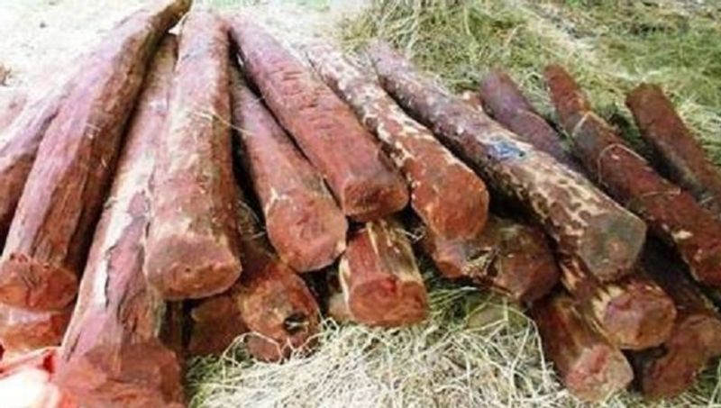 chittoor police arrests international red sandalwood smuggler